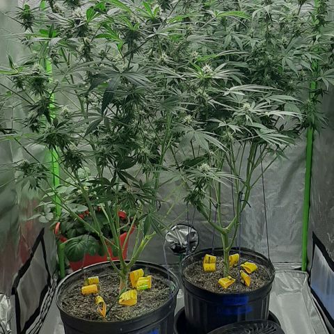 HP-00 growlog timeline photo