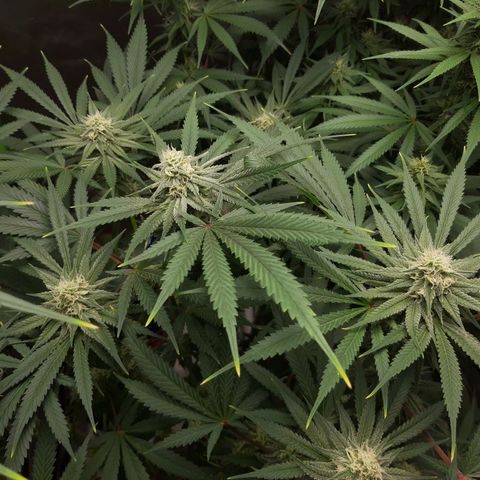 SB1-00 growlog timeline photo