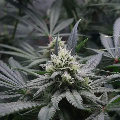SB1-00 growlog timeline photo