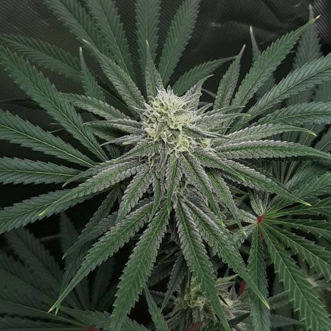 SB1-00 growlog timeline photo