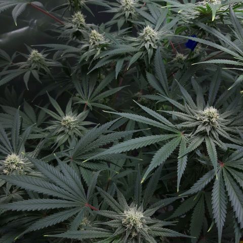 SB1-00 growlog timeline photo
