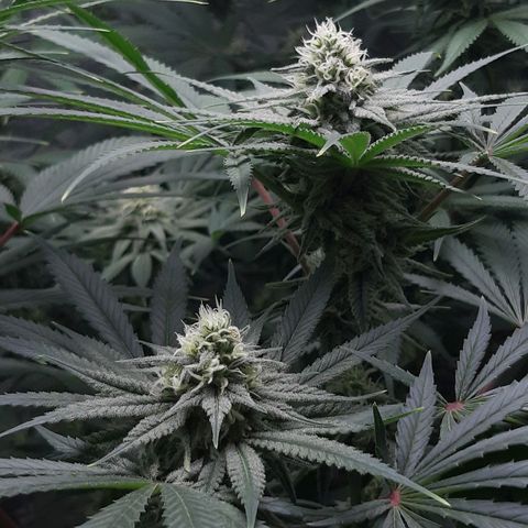 SB1-00 growlog timeline photo
