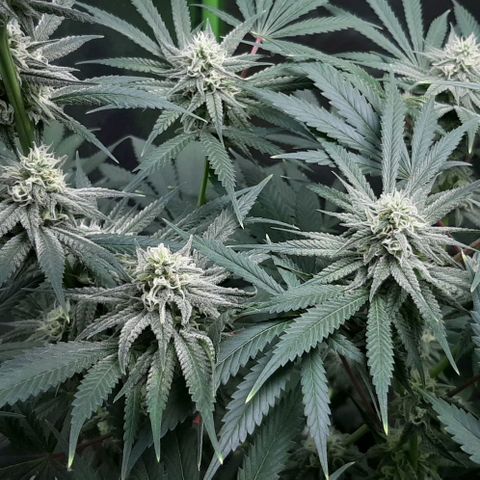 SB1-00 growlog timeline photo