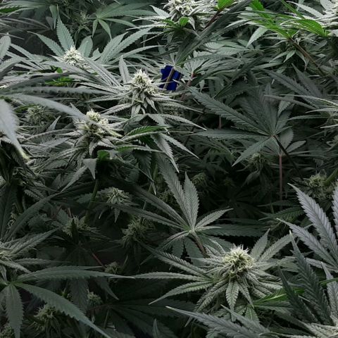 SB1-00 growlog timeline photo