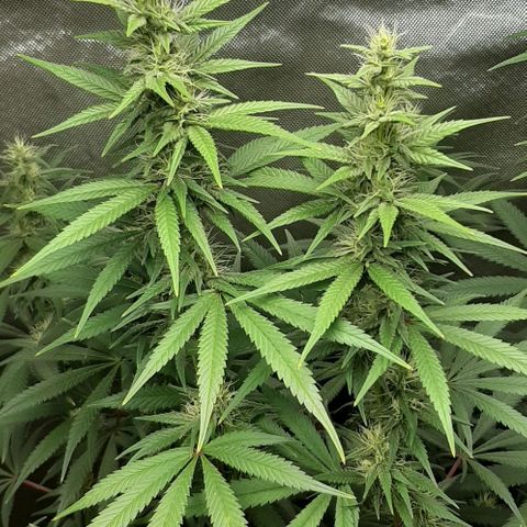HP-00 growlog timeline photo