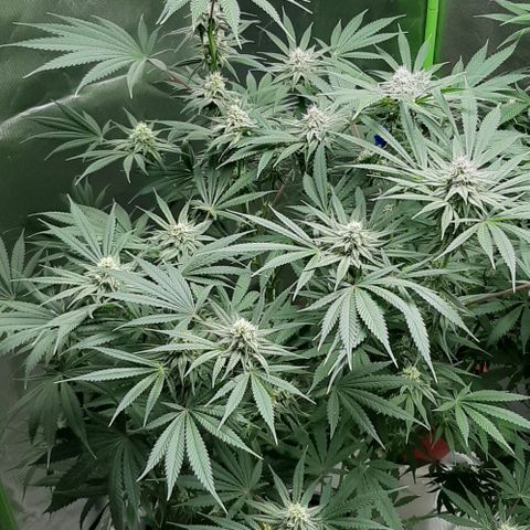 SB1-00 growlog timeline photo