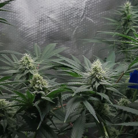 SB1-00 growlog timeline photo