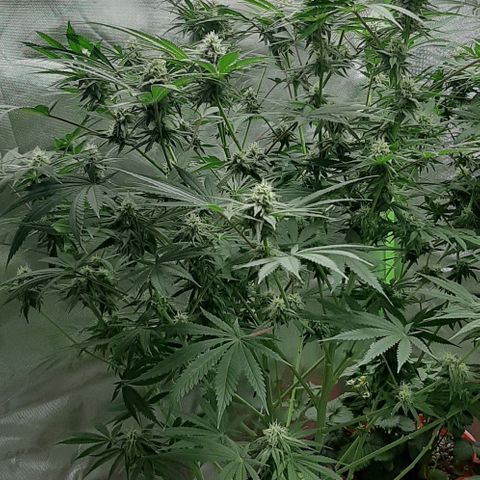 SB1-00 growlog timeline photo