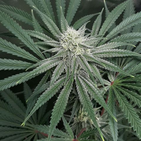 SB1-00 growlog timeline photo