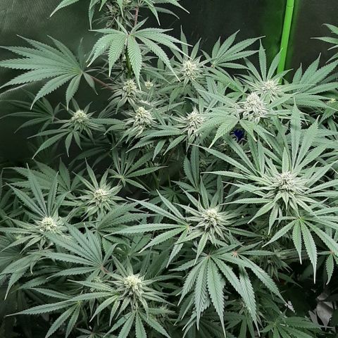 SB1-00 growlog timeline photo
