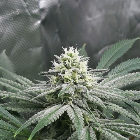 SB1-00 growlog timeline photo