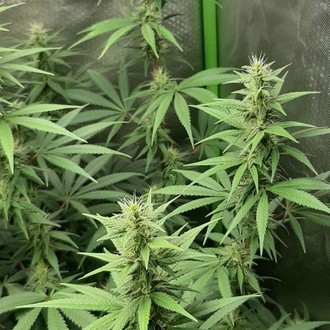 HP-00 growlog timeline photo