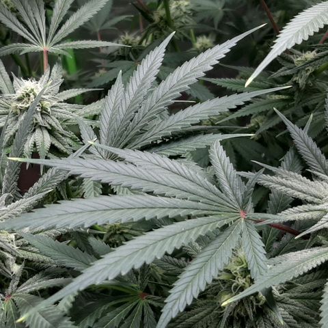 SB1-00 growlog timeline photo