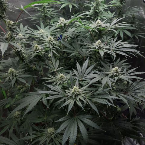 SB1-00 growlog timeline photo