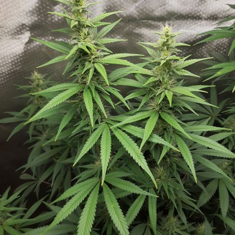 HP-00 growlog timeline photo