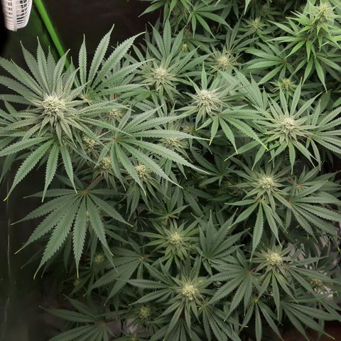 SB1-00 growlog timeline photo