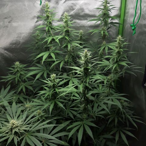 HP-00 growlog timeline photo