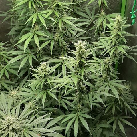 HP-00 growlog timeline photo