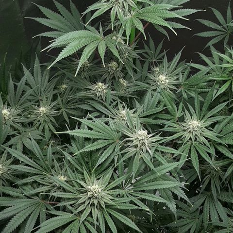 SB1-00 growlog timeline photo