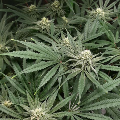 SB1-00 growlog timeline photo