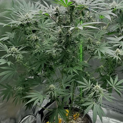 SB1-00 growlog timeline photo