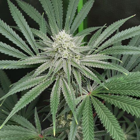 SB1-00 growlog timeline photo