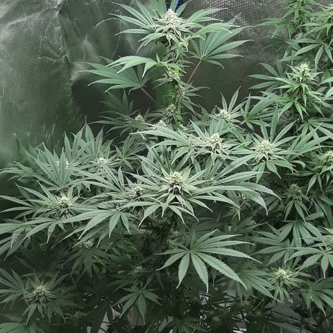 SB1-00 growlog timeline photo