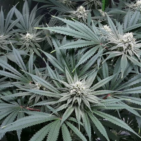 SB1-00 growlog timeline photo