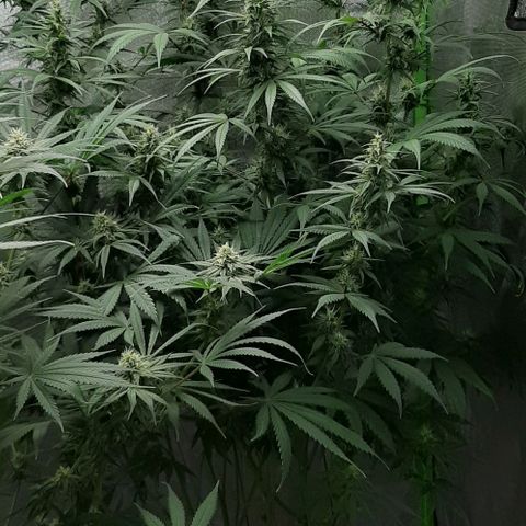 HP-00 growlog timeline photo