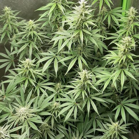 HP-00 growlog timeline photo
