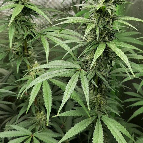 HP-00 growlog timeline photo