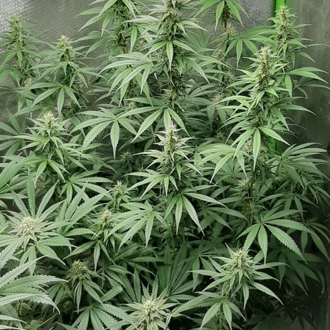 HP-00 growlog timeline photo