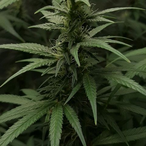 HP-00 growlog timeline photo