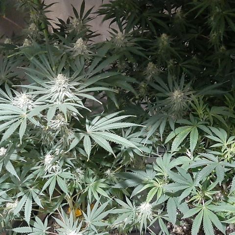 HP-00 growlog timeline photo