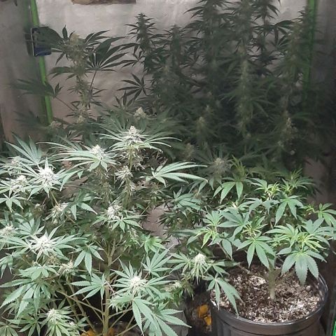 HP-00 growlog timeline photo