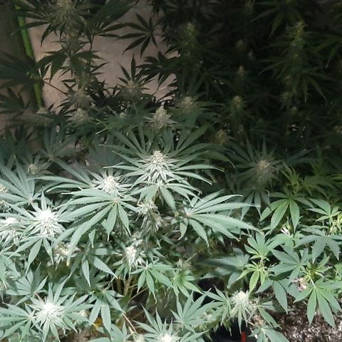 HP-00 growlog timeline photo