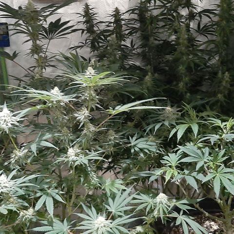HP-00 growlog timeline photo