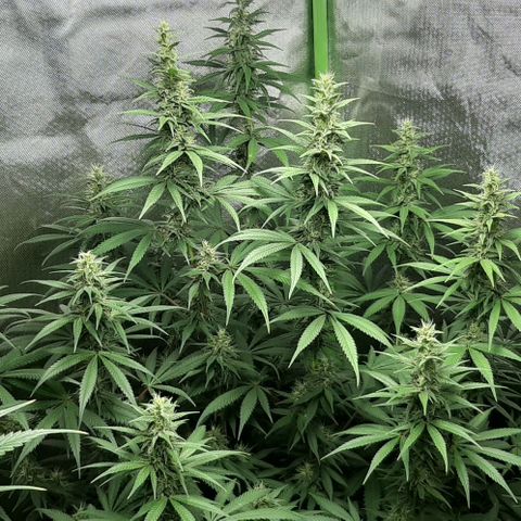 HP-00 growlog timeline photo