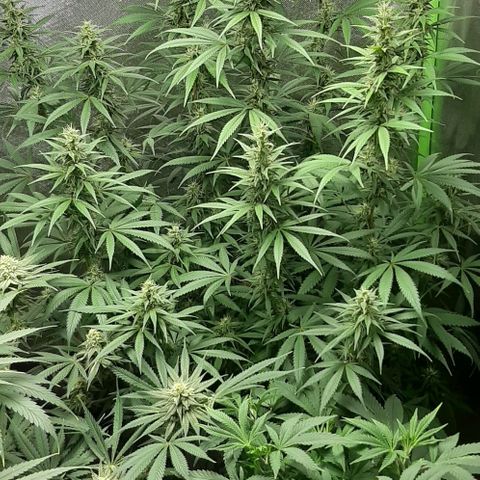 HP-00 growlog timeline photo
