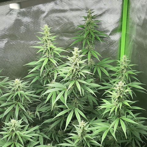 HP-00 growlog timeline photo