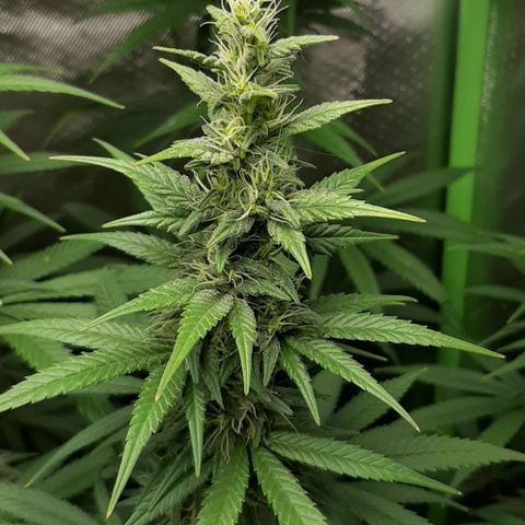 HP-00 growlog timeline photo