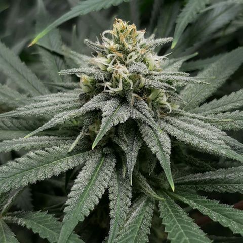 SB1-00 growlog timeline photo
