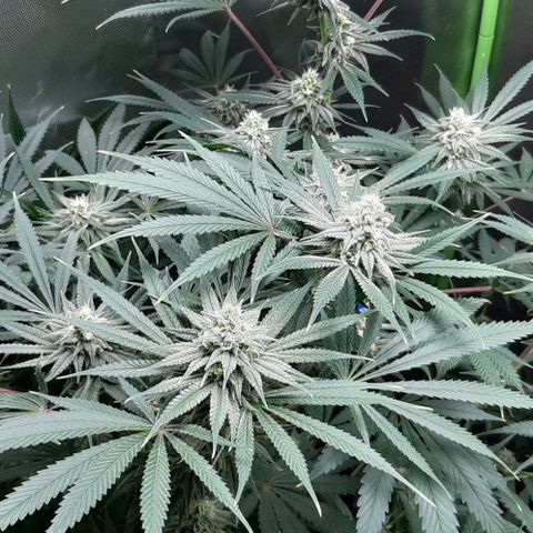 SB1-00 growlog timeline photo