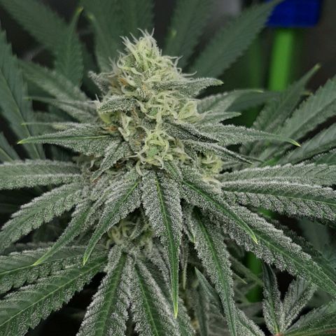 SB1-00 growlog timeline photo