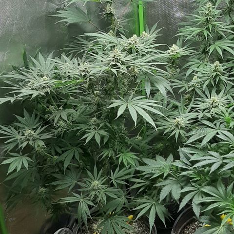 SB1-00 growlog timeline photo