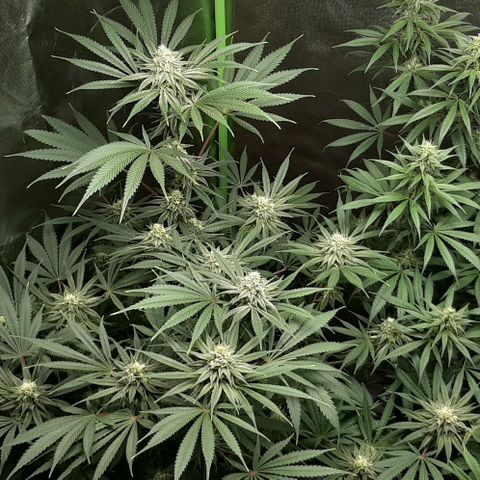 SB1-00 growlog timeline photo