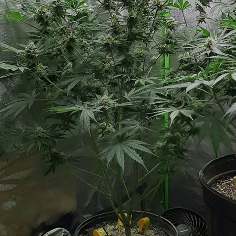 SB1-00 growlog timeline photo