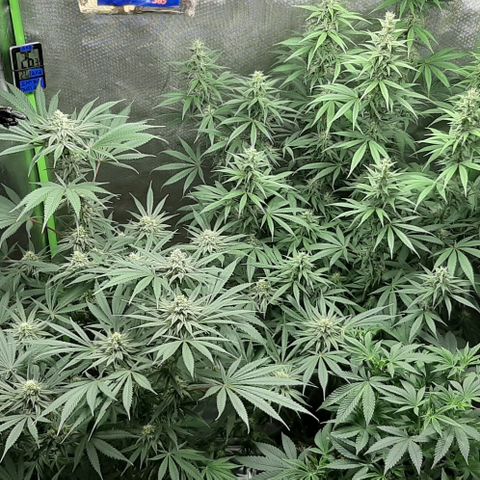 HP-00 growlog timeline photo