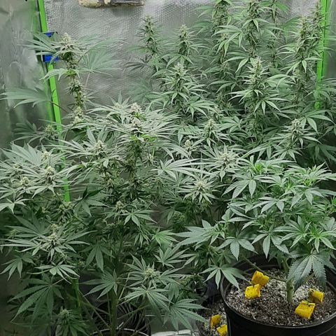 HP-00 growlog timeline photo