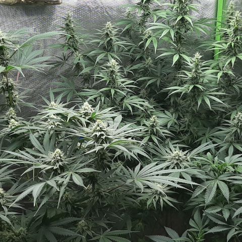 HP-00 growlog timeline photo
